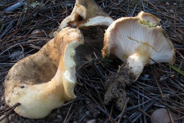 Lactarius pseudoscrobiculatus: lactario raro mediterráneo
