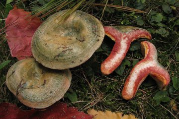 Lactarius semisanguifluus, níscalo de leche vinosa