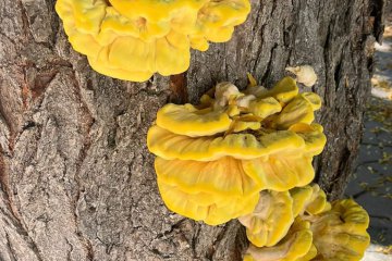 Hongo-pollo (Laetiporus sulphureus): cómo reconocerlo, temporada y comestibilidad