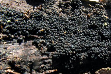 Lasiosphaeris hirsuta: peritecios peludos en madera