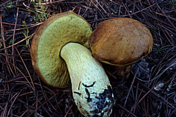 Leccinum lepidum: boletus de encina (leccino mediterráneo)