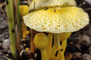 Leucocoprinus birnbaumii: seta amarilla de las macetas, identificacion y precauciones