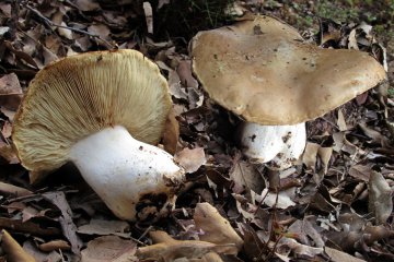Leucopaxillus tricolor: leucopaxilo tricolor de bosque