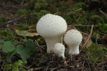 Lycoperdon perlatum: Conoce este Fascinante Hongo de Nuestro Mundo Fúngico