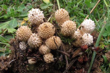 Lycoperdon echinatum: pedo de lobo espinoso