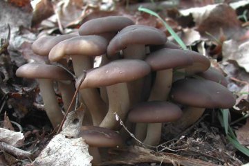 Lyophyllum decastes (seta en racimo): identificacion, habitat y cocina