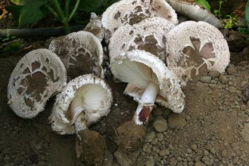Macrolepiota venenata, macrolepiota tóxica