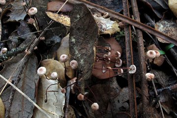 Marasmius quercophilus: marasmio de hojas de roble
