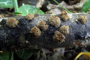 Merismodes fasciculata: hongo minúsculo en fascículos sobre madera