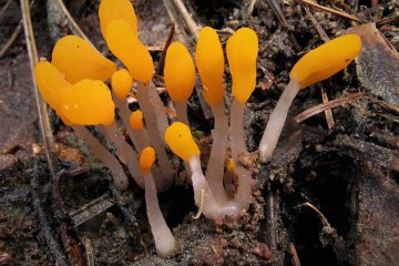 Mitrula paludosa: mitrula de turberas y arroyos