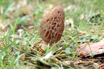 Morchella deliciosa: guía de identificación, hábitat y cocina