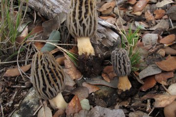 Morchella tridentina, colmenilla cónica del grupo elata