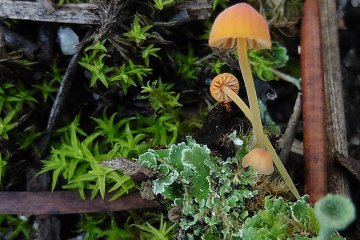 Mycena acicula: micena aguja u orange bonnet