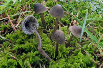 Mycena leptocephala: micena de olor a lejía, hábitat e identificación