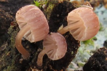 Mycena meliigena, micena de miel