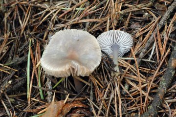 Mycena pura: identificación, hábitat y toxicidad