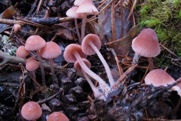 Mycena rosea, micena rosada
