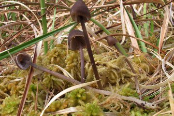Mycena silvae-nigrae, micena del bosque negro