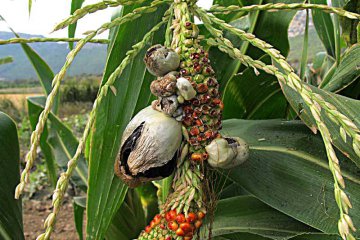 Ustilago maydis, huitlacoche o carbón del maíz