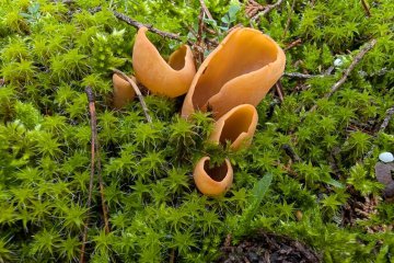 Otidea onotica, oreja de asno u oreja de burro