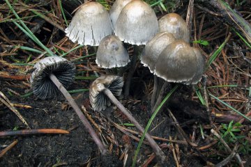 Panaeolus papilionaceus: panaeolo de estiércol con flecos