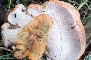 Peckiella lateritia, el hongo parásito del níscalo