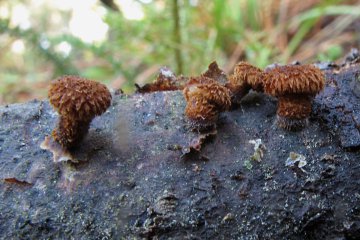 Phaeomarasmius erinaceus: sombrerillos erizados en madera