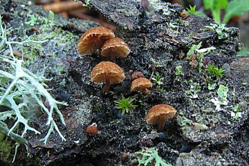 Phaeomarasmius rimulincola: setita en grietas de corteza