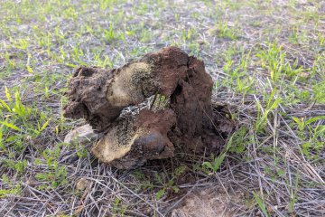 Pisolithus arhizus (maza tintorera o pie de hombre muerto)