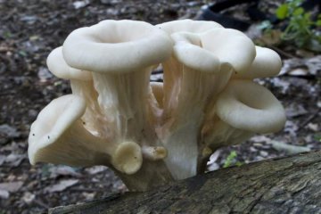 Pleurotus cornucopiae, seta en forma de cuerno