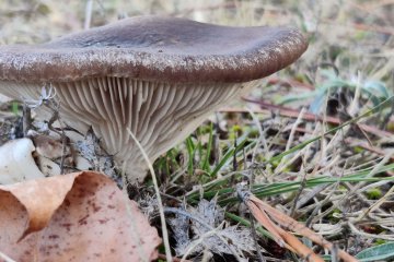 Pleurotus eryngii – El codiciado rey de los prados
