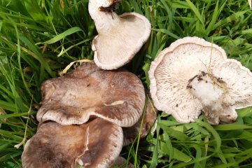Pleurotus eryngii, seta de cardo