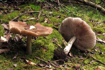 Pluteus cervinus, plúteo cervino