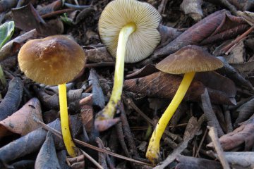 Pluteus leoninus: pluteo amarillo o escudo leonino