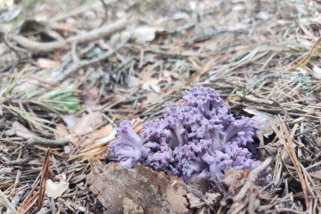 Ramaria cedretorum: identificación, hábitat y comestibilidad