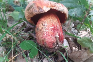 Rubroboletus rhodoxanthus: identificación, hábitat y comestibilidad