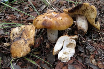 Russula grata: rúsula de olor a laurel cerezo