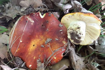 Russula aurea: rúsula dorada (rúsula áurea)