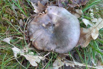 Russula cyanoxantha: rúsula carbonera (paloma)