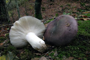 Russula cyanoxantha: rúsula carbonera (paloma)