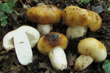 Russula foetens: rúsula fétida o rúsula hedionda