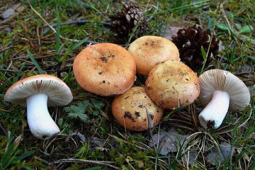 Russula roseipes, rúsula de pie rosado