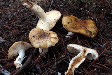 Russula subfoetens, rúsula de olor desagradable