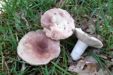 Russula vesca: rúsula comestible (rúsula de carne)