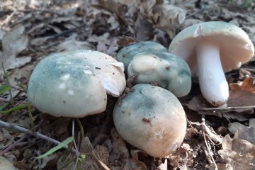 Russula virescens: rúsula verdosa (seta de los césarillos)