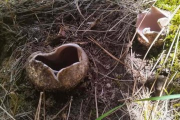 Sarcosphaera coronaria, copa de la tierra violácea