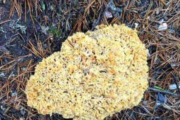 Seta coliflor o Sparassis crispa: cómo reconocerlo, temporada y comestibilidad