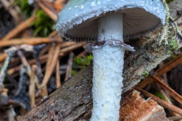 Stropharia aeruginosa: Belleza Azul de los Bosques Húmedos