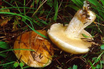 Suillus bellinii, boleto viscoso mediterráneo