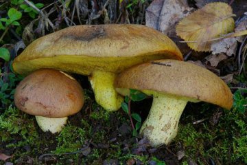 Suillus collinitus, boleto anillado sin anillo